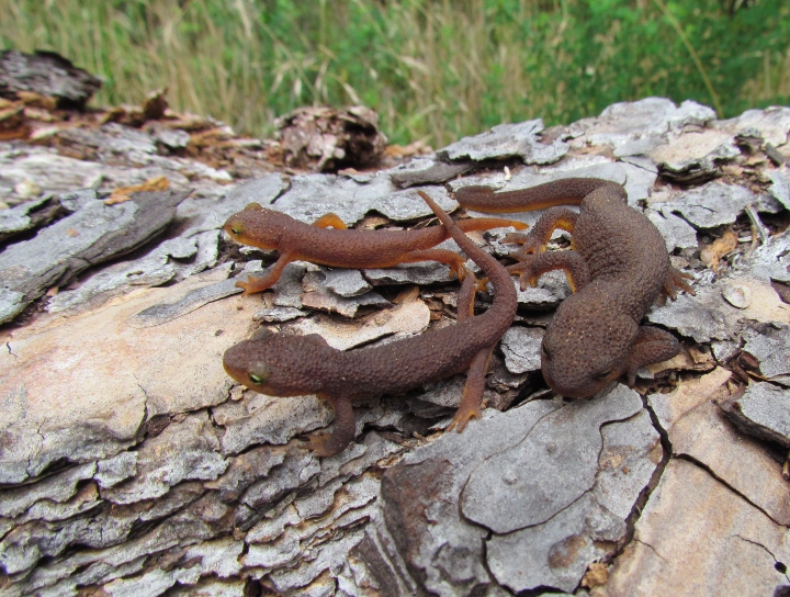 California Newts